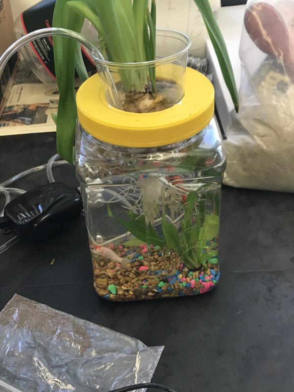 LHS Aquaponics Energy Whiz